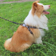 ProGrip Striped Dog Leash