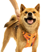 AdventureKit™ Modular Pet Harness Set